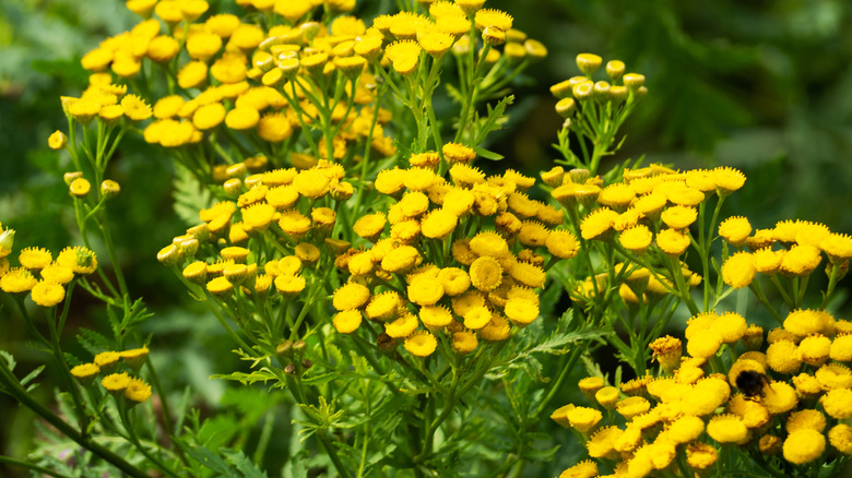 Common tansy flowers in bloom