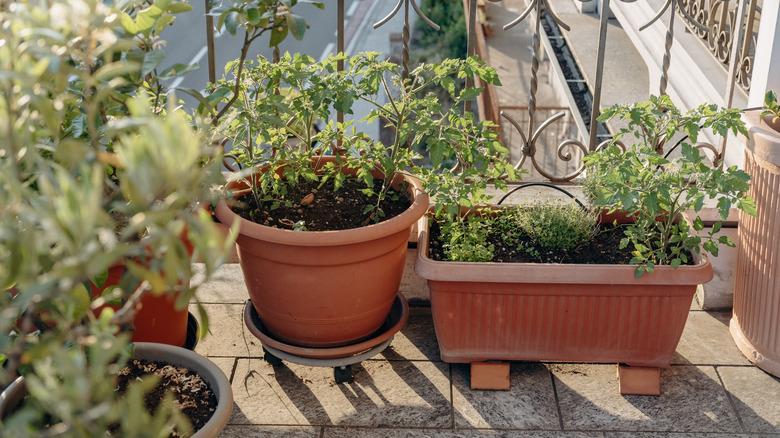 A selection of container plants on a balcony