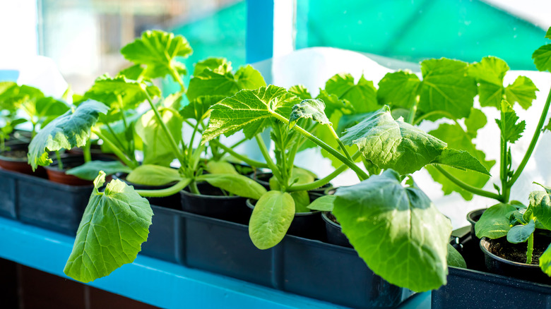 The Mini Veggie That Deserves A Spot In Your Container Garden This Year