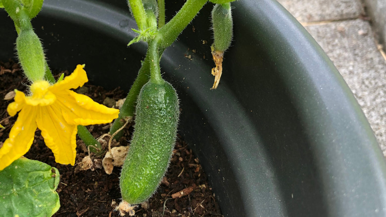 Excelsior cucumber growing in a container