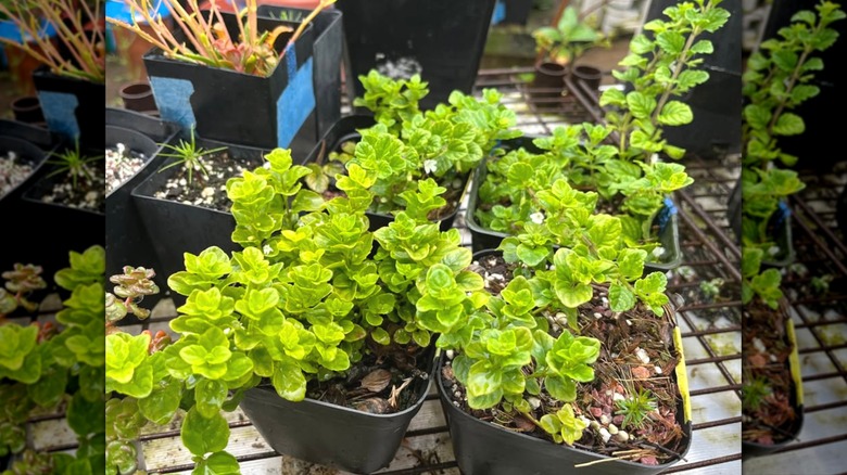 Yerba buena plants in nursery pots sitting on the counter.