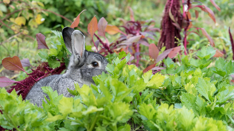 rabbit in vegetable patch