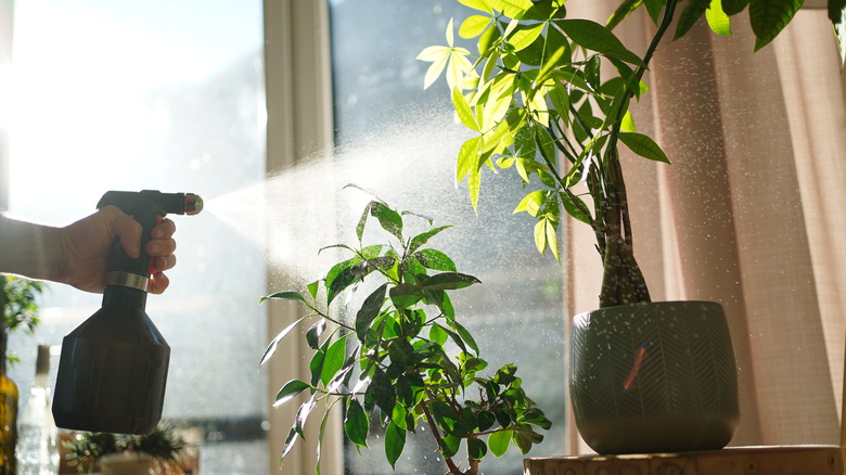 person spraying houseplants