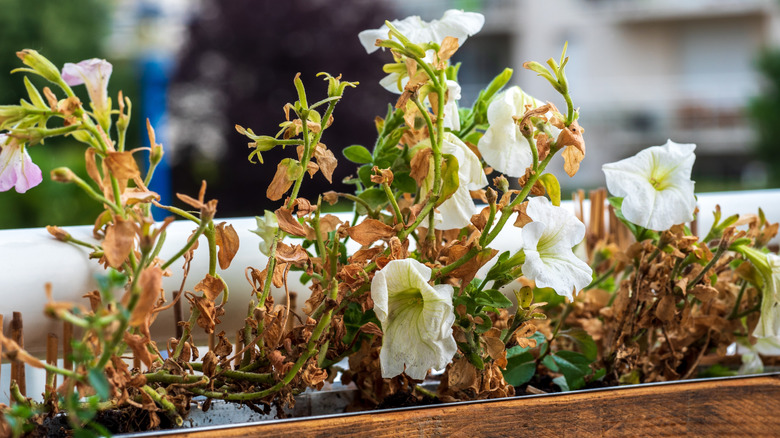 Dying white petunias in a container