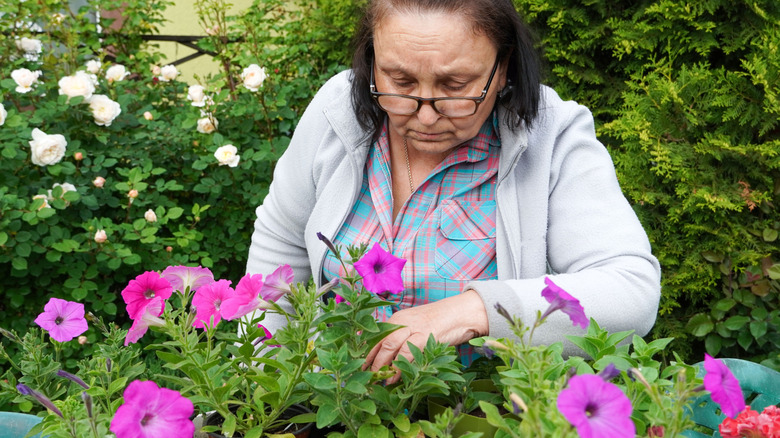 Woman checking the soil of her potted petunias using fingers