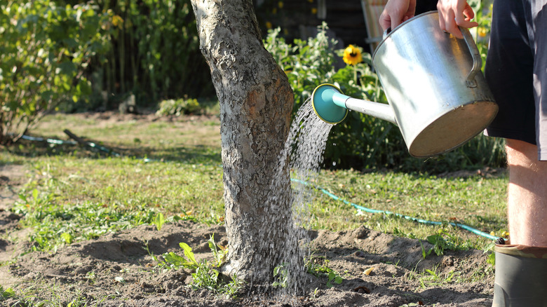 Person watering tree 