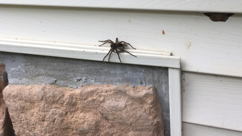 spider on house siding