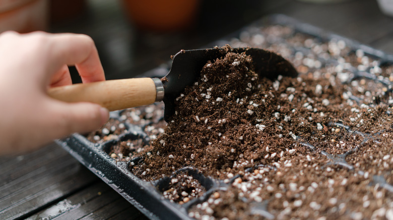 Preparing to plant seeds in nursery pots