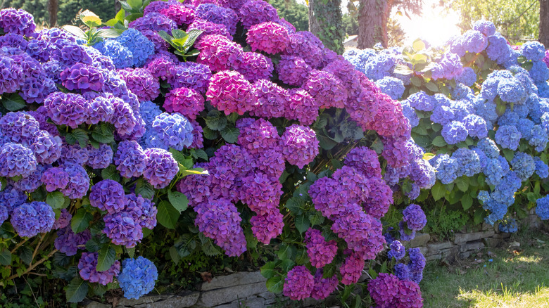 A bunch of hydrangeas in a graden