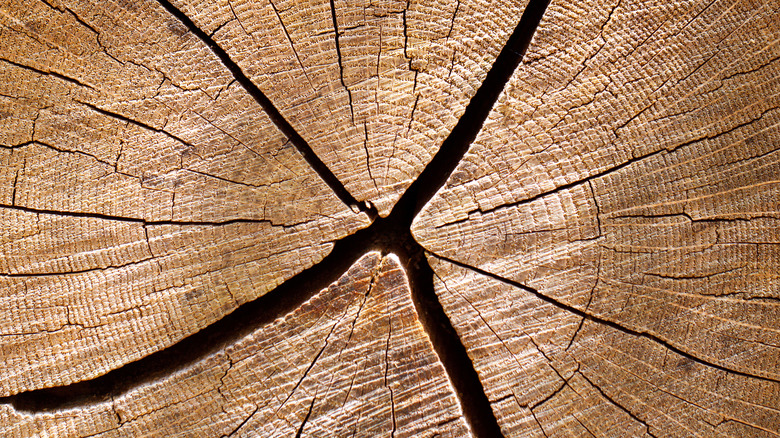 fresh-sawn white oak trunk