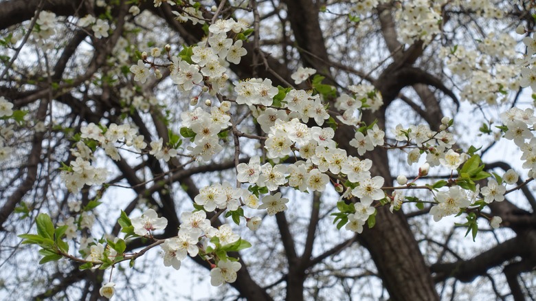 White cherry blossoms on tree