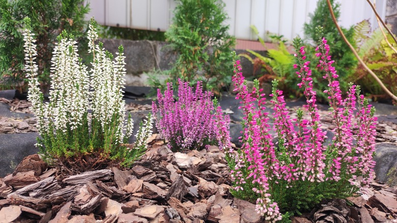 heather in a garden surrounded by mulch