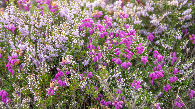 pink and white heather grows in a garden