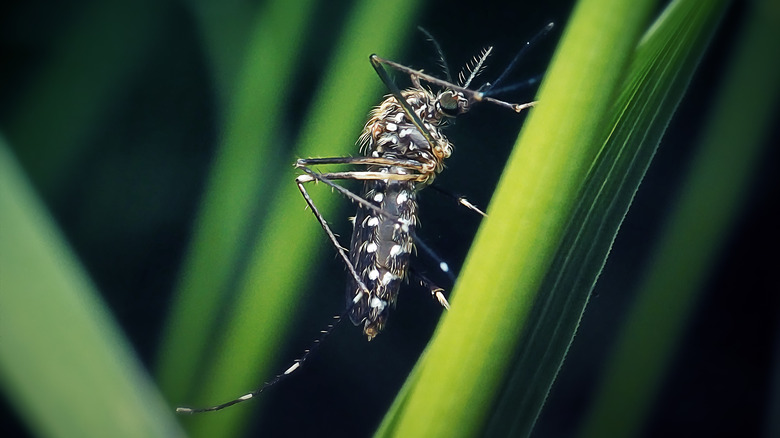 mosquito on leaf blade
