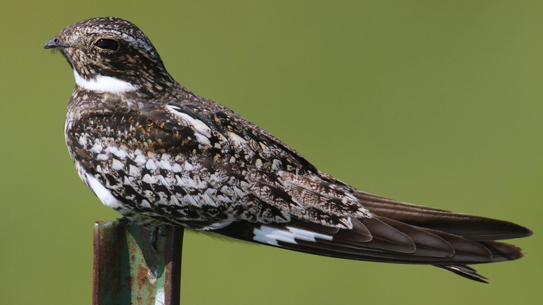 A brown and white common nighthawk with large eyes, a small beak, and a white stripe on its wings sits on a fence post