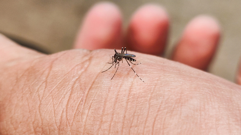 A closeup of a mosquito landing on a man's palm to bite it