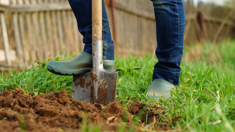 Woman digging with shovel