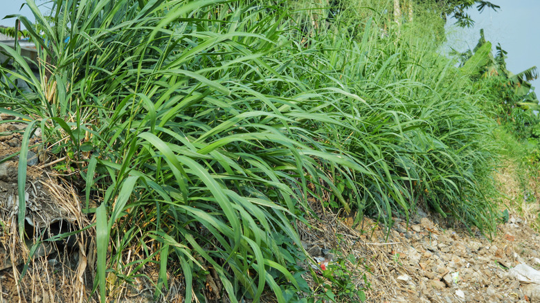 A row of citronella grass growing in the garden