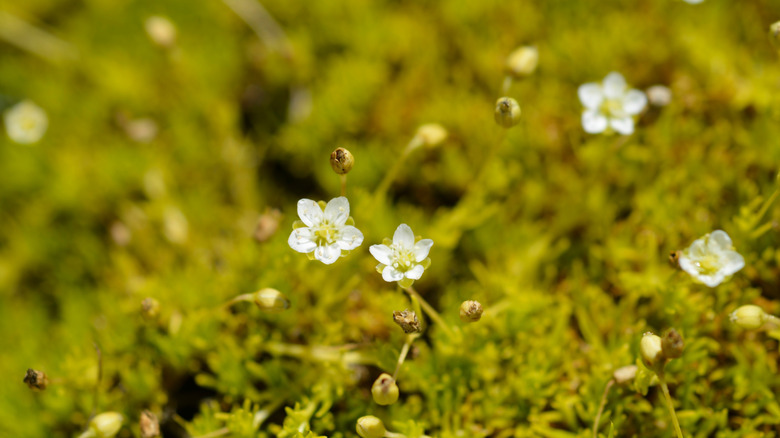 Scotch moss blooms with delicate white flowers.