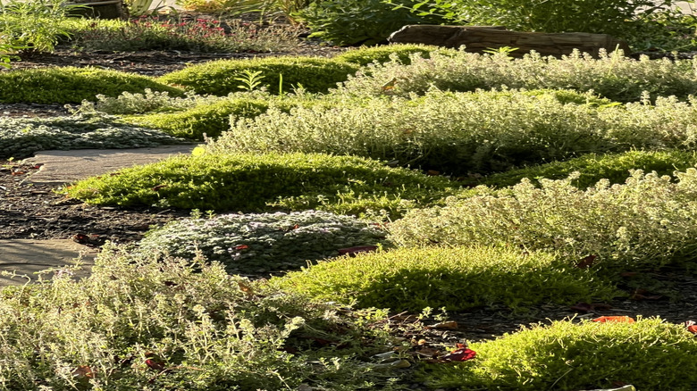 Ground cover plants thrive along a pathway.
