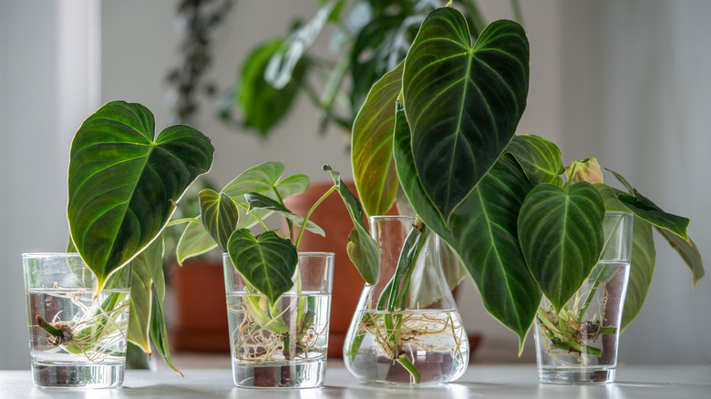 Four propagating plants on a table