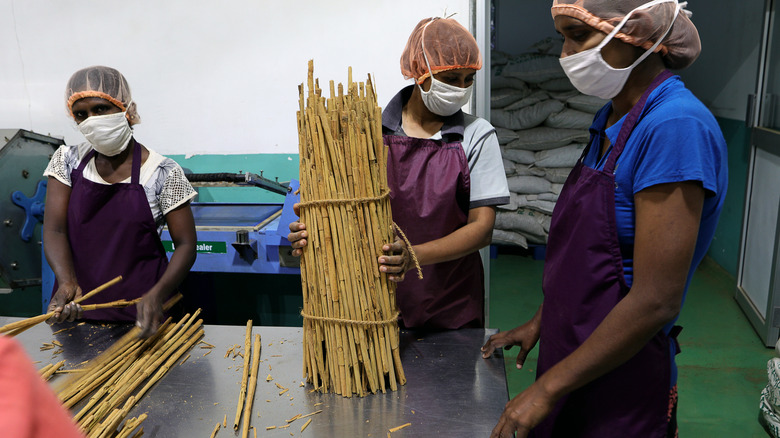 Cinnamon sticks being made in Sri Lanka