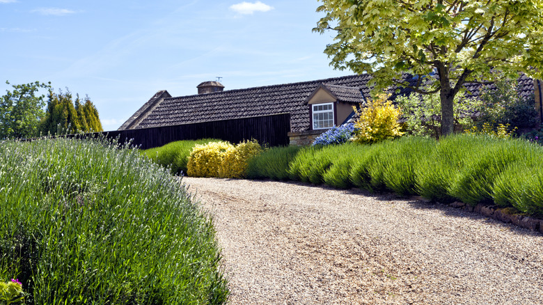 Driveway with lavender shrubs as a border