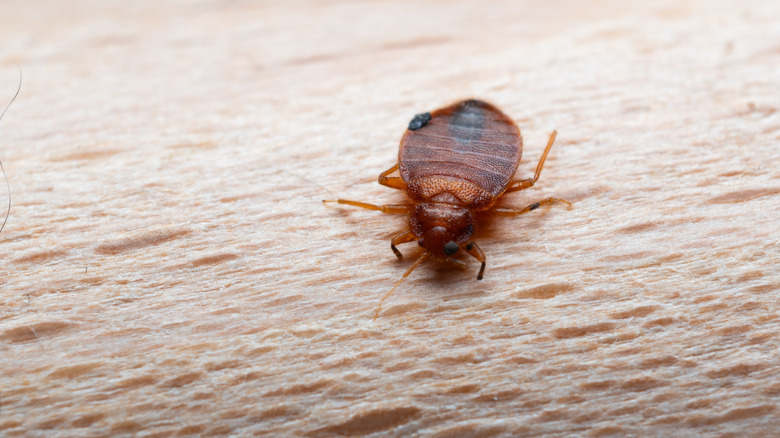 Close-up photo of a bed bug
