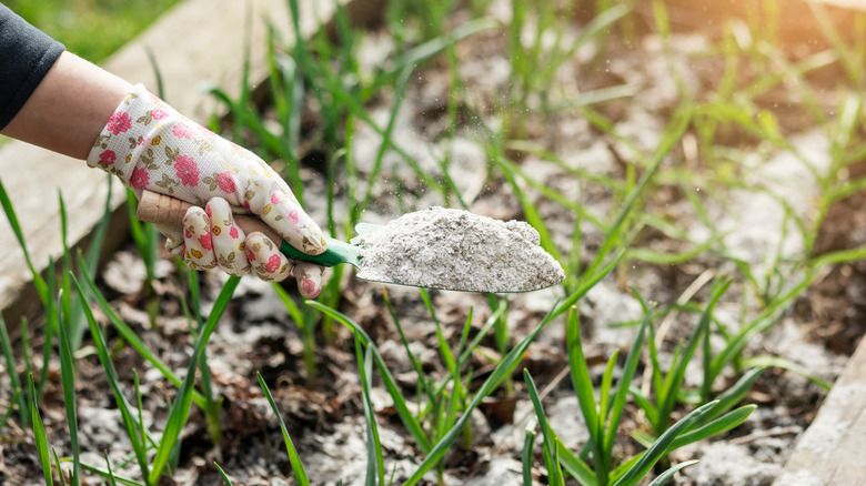Gloved hand spreading a trowel full of ashes on a garden box