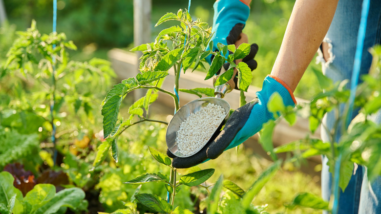 Gloved gardening hands spreading fetilizer on tomato plants