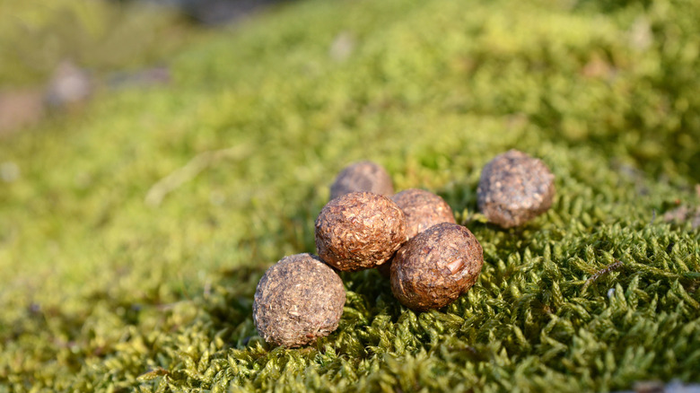 Six rabbit pellets resting on moss