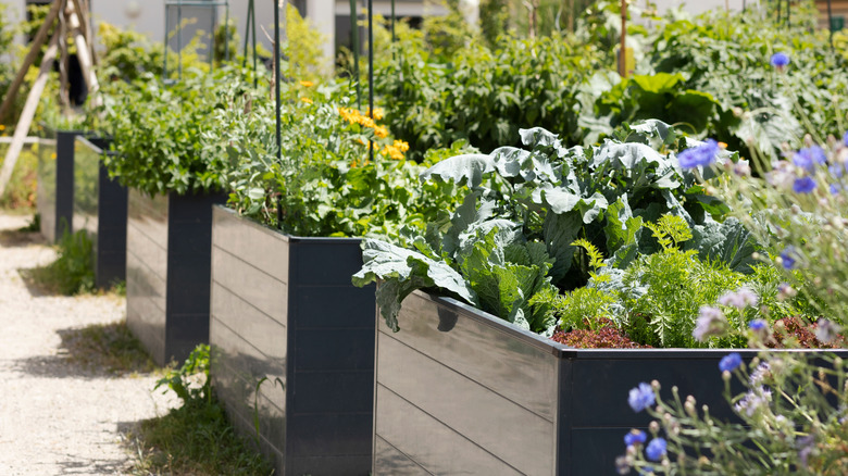 Shiny black raised garden beds