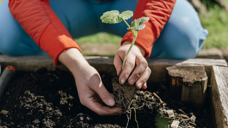 Person putting a plant in soil