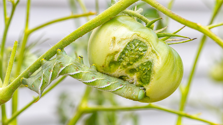 Hornworm eating tomato