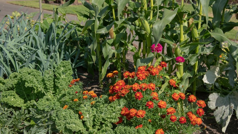 Companion planting in vegetable garden 