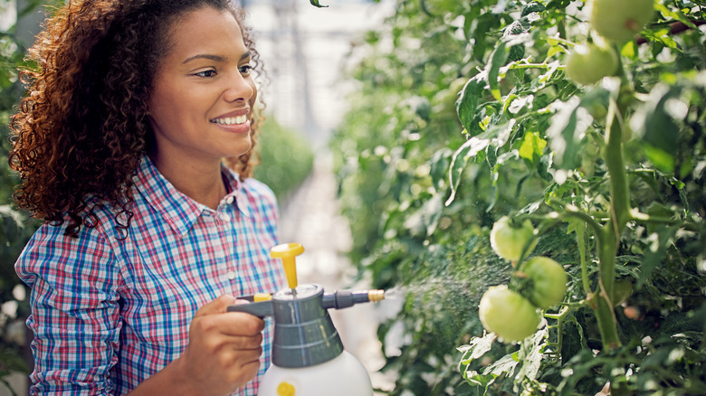 Woman using pesticide on tomatoes