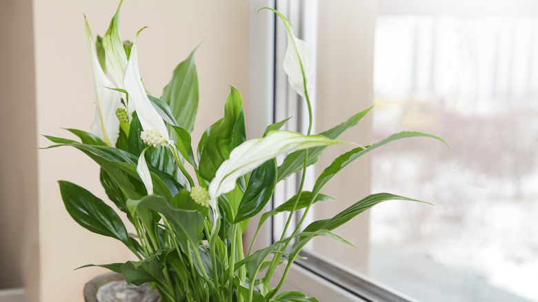 Peace lily with flowers in window