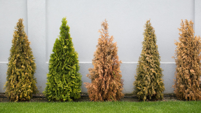 A row of Juniper trees standing in front of a house, some of which have brown leaves.