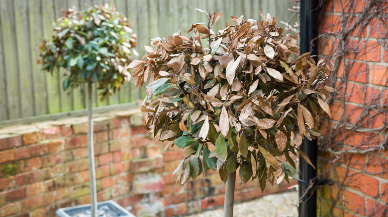 Bay trees in pots show signs of shock.