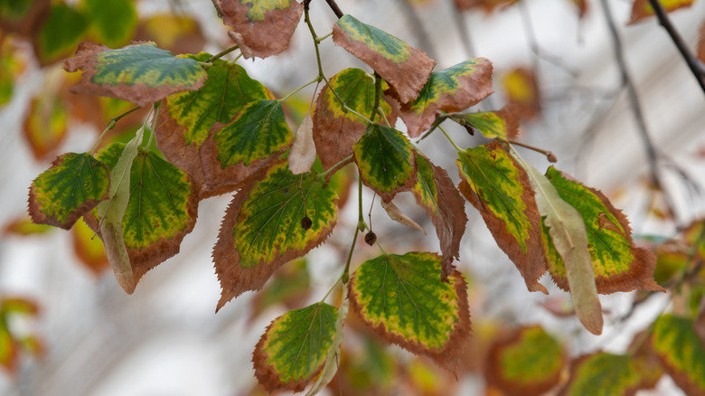 Tree leaves show signs of leaf scorch.