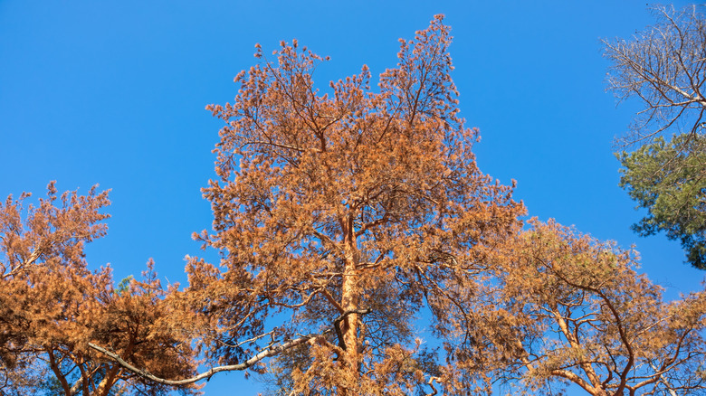 A dead pine tree with dead, dry needles standing upright.