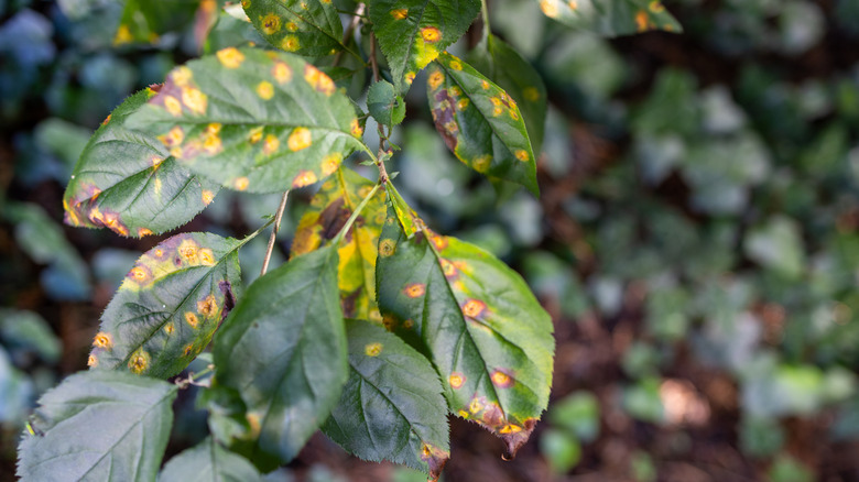 Leaves are wilting and turning brown on a tree.