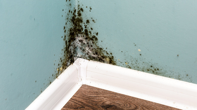 Mold on a kitchen wall