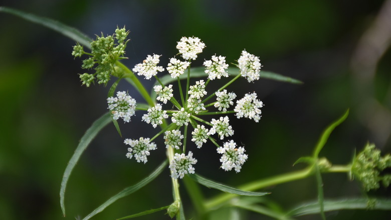 close-up of water hemlock