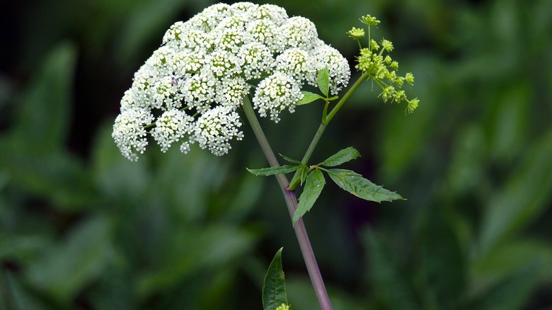 close up of water hemlock