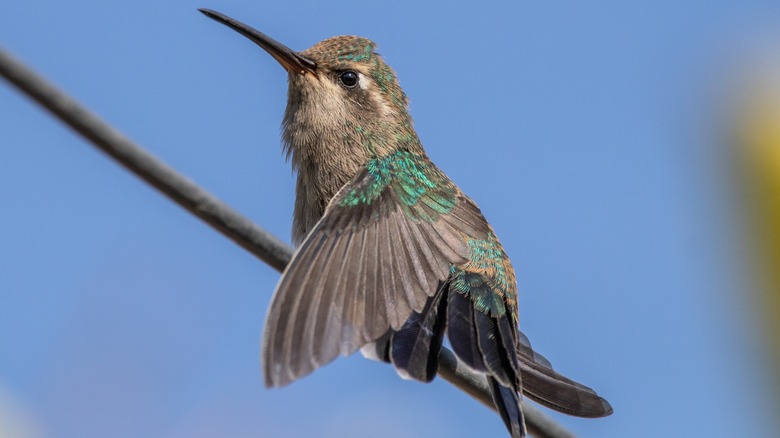 Mexican hummingbird