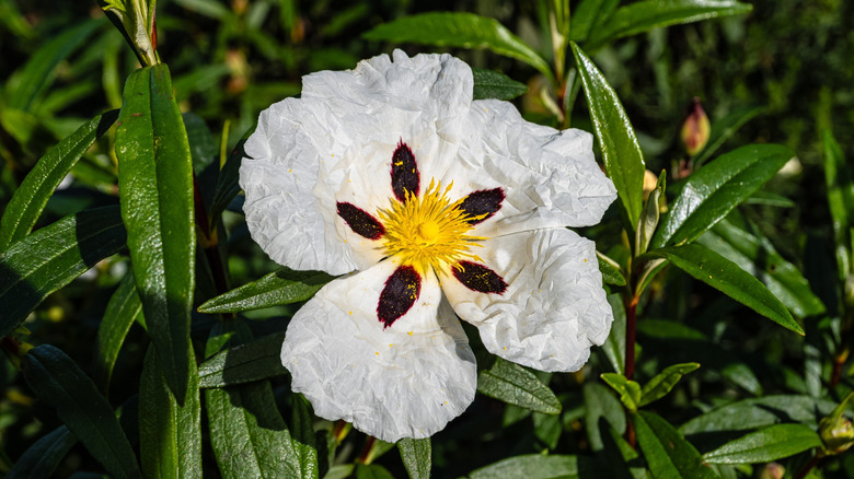 A closeup of the stunning Cistus ladanifer flower with the sticky leaves glistening in the sunshine