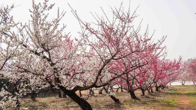 A plum orchard is in full bloom.