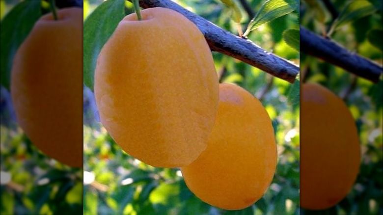 Two 'Coe's Golden Drop' plums are ready to pick from a branch.