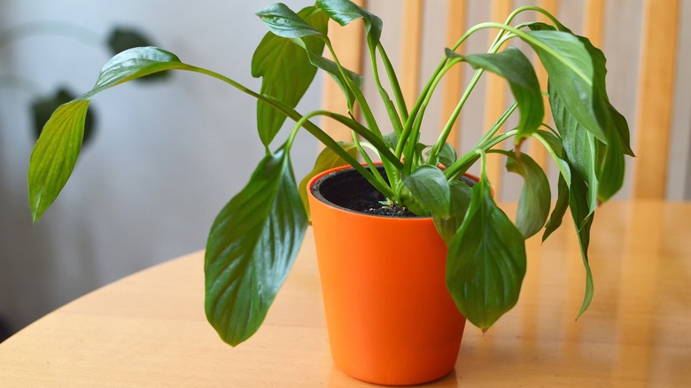 wilted peace lily in pot